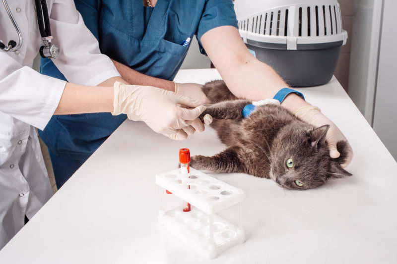 Blood Typing and Blood Transfusion Animal Infirmary Veterinary