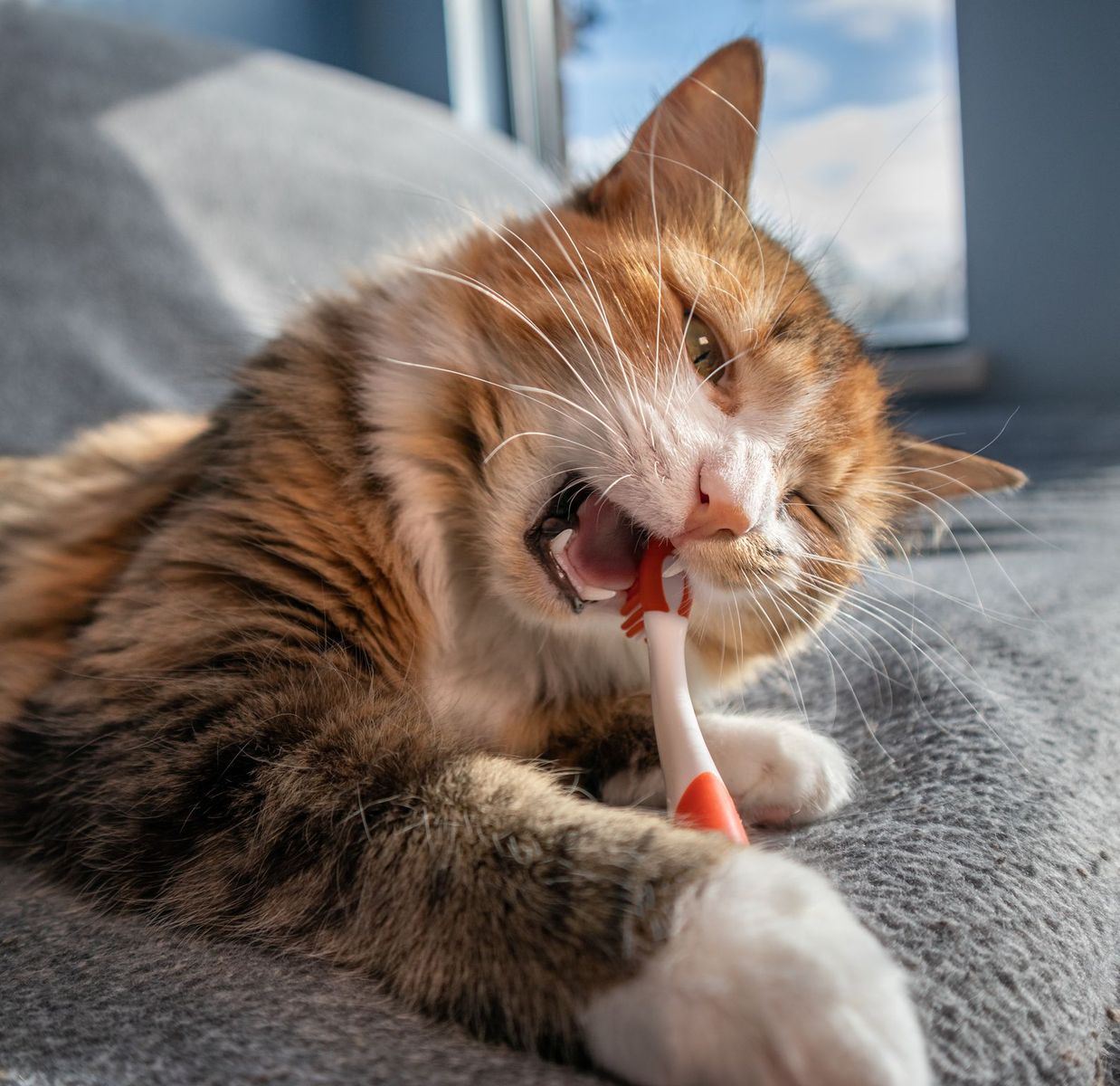 Antibiotics for clearance cats teeth