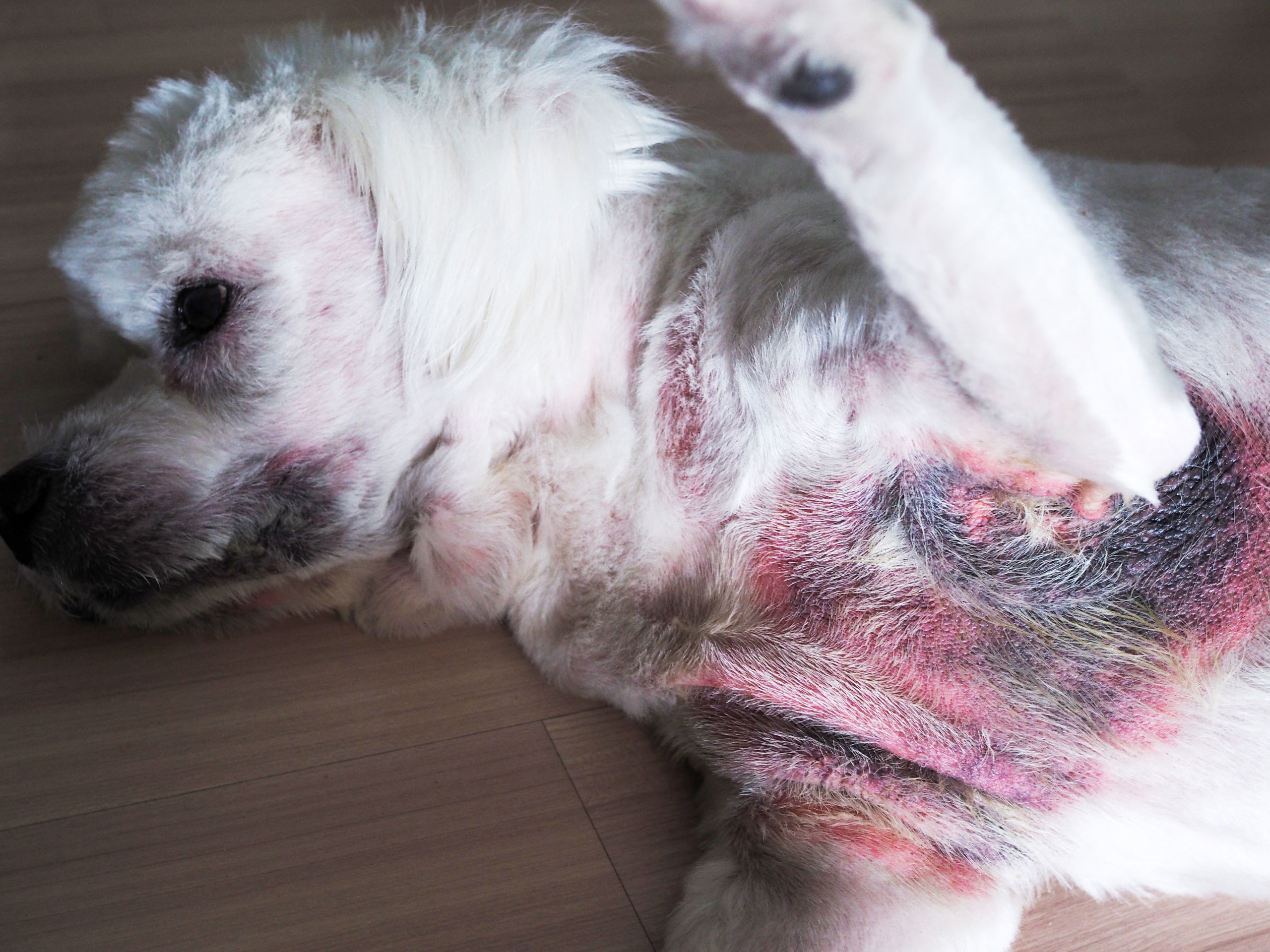 what causes fungal skin infections in dogs
