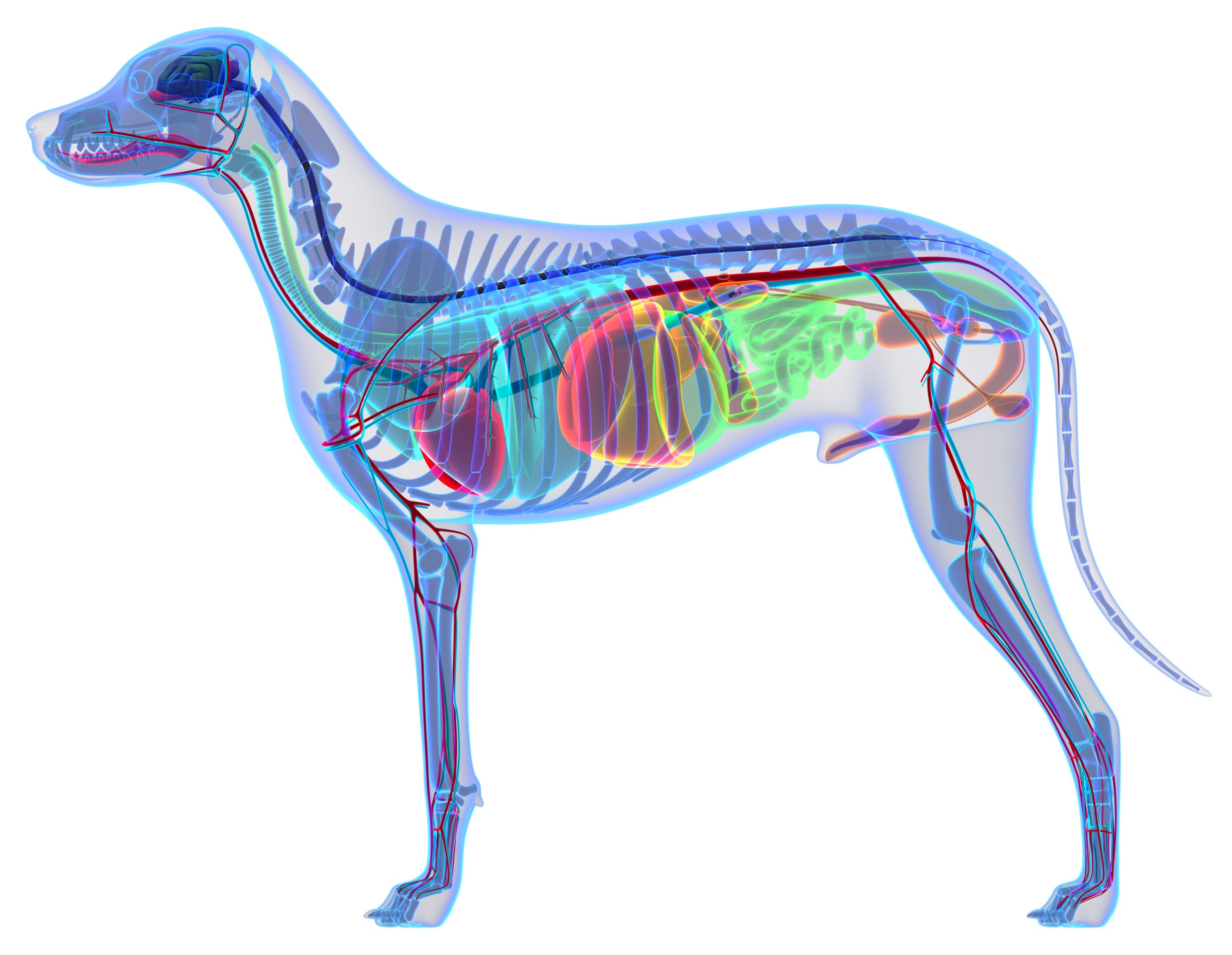 Dog X ray Image